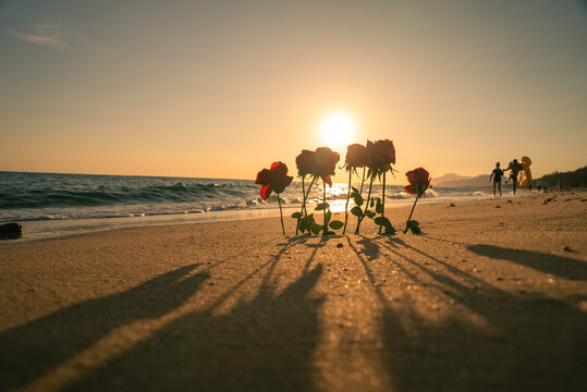 海边夕阳下的玫瑰花