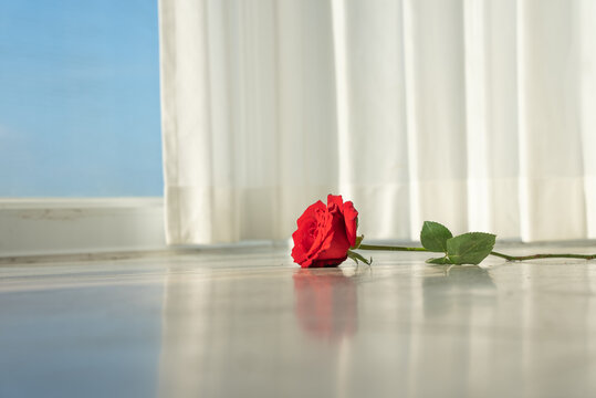 房间温馨玫瑰花
