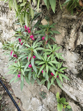 凤仙花植株