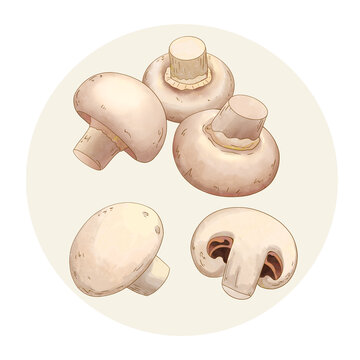 手绘水彩蔬菜双孢蘑菇口菇