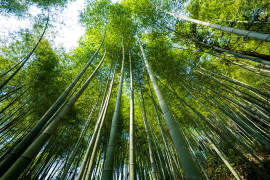 夏天竹林光影