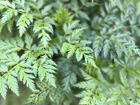 中药材川芎