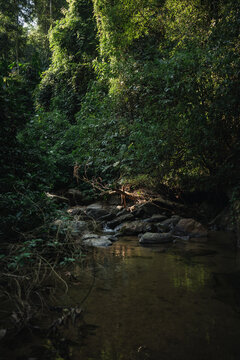 原始森林里的溪谷和溪水