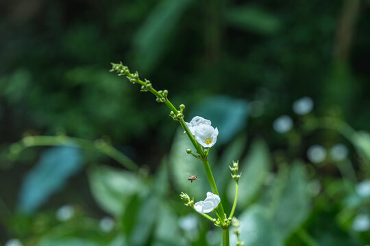 户外盛开的白花大叶皇冠草