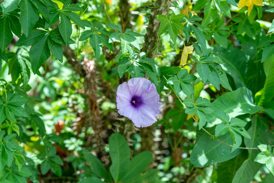 紫花植物五爪金龙