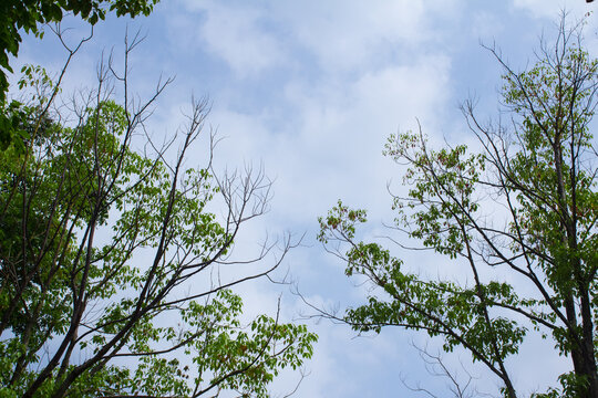 绿叶天空