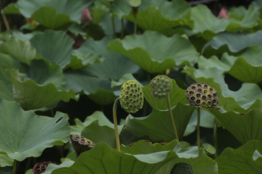 田园风光