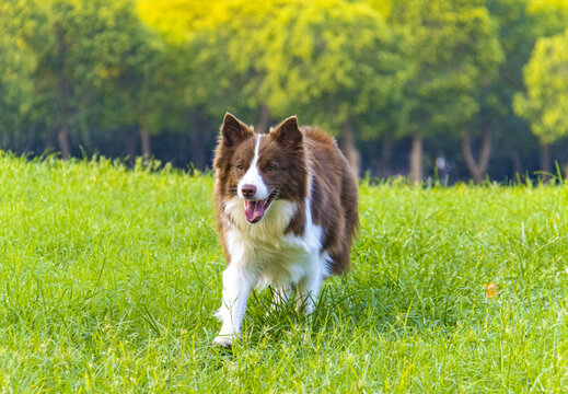 边境牧羊犬