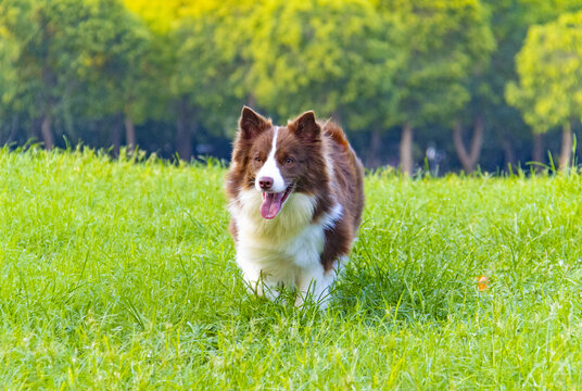 边境牧羊犬