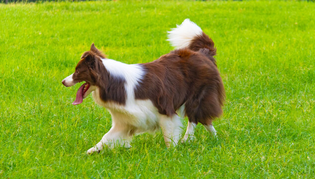 边境牧羊犬