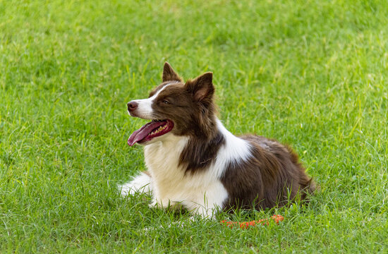 边境牧羊犬