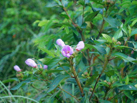 毛稔花