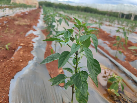 辣椒种植银黑地膜