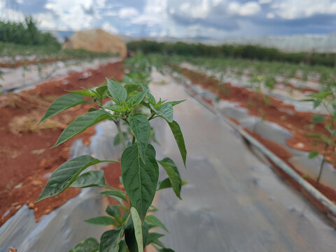 辣椒种植银黑地膜