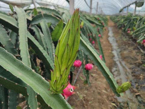 火龙果种植大棚火龙果花