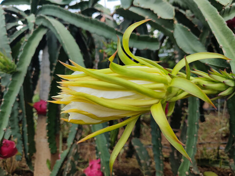 火龙果种植大棚火龙果花