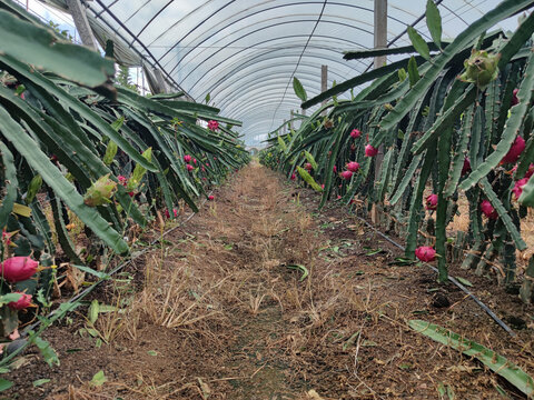 火龙果种植大棚