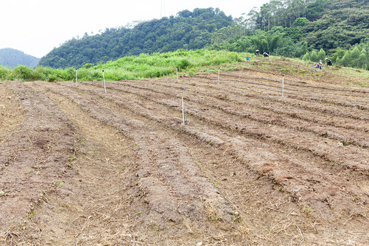 蔬菜基地地垄