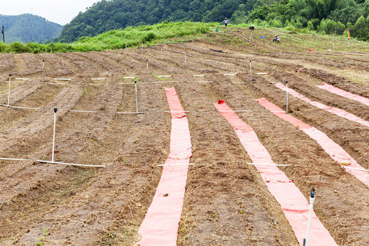 蔬菜基地地垄