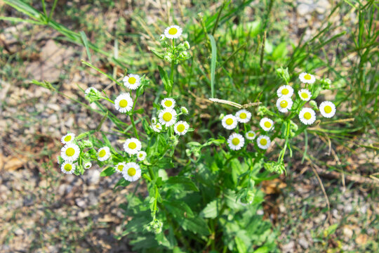 野菊花