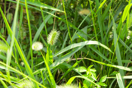 狗尾巴草