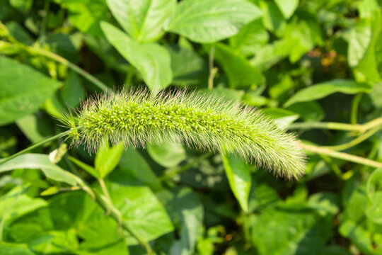 狗尾巴草