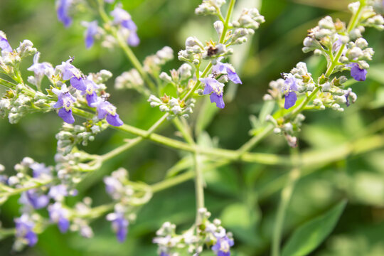 黄荆花