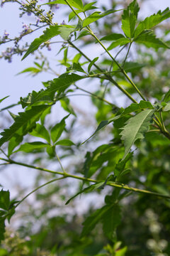 黄荆花