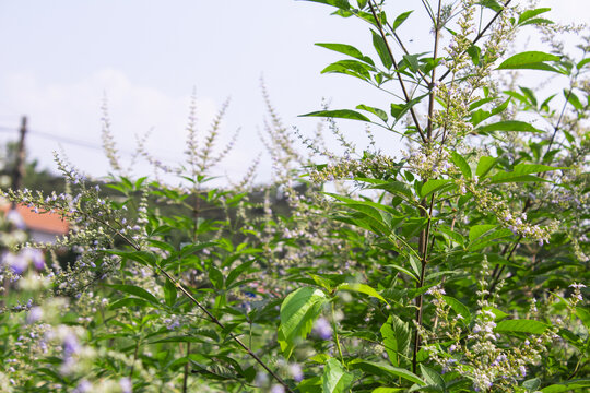 黄荆花