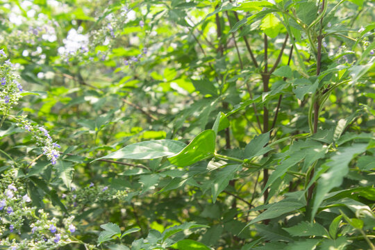 黄荆花