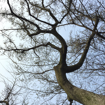 冬天大树