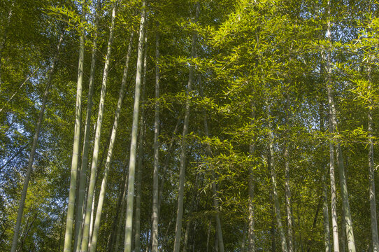 竹林风光