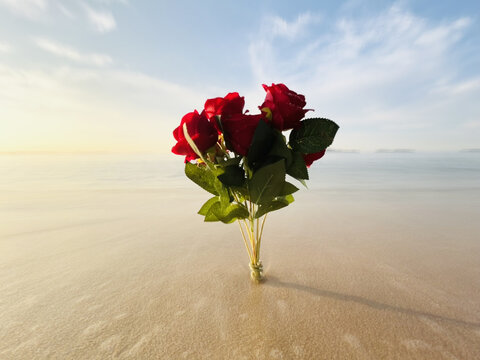 海边的玫瑰
