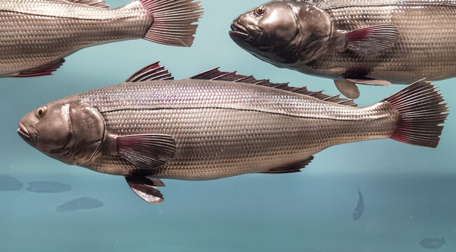 海鲈鱼标本