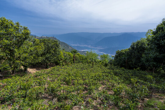 凤庆滇红茶山