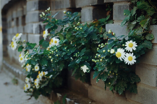 墙边野菊