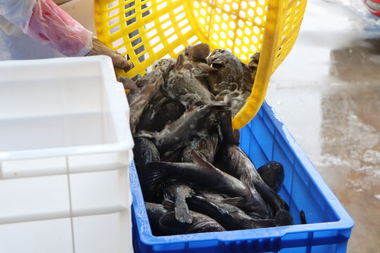 活鱼黑鱼加工海鲜水产渔业捕捞