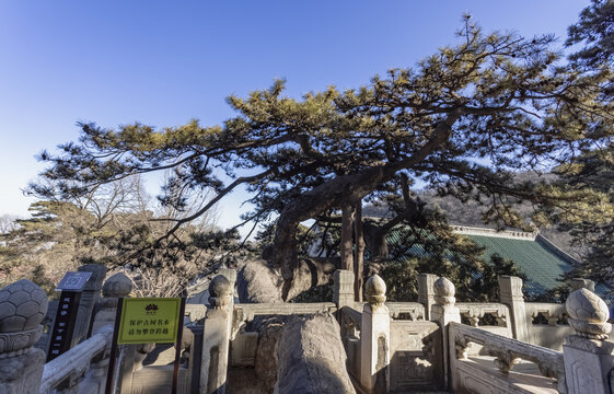 戒台寺松树