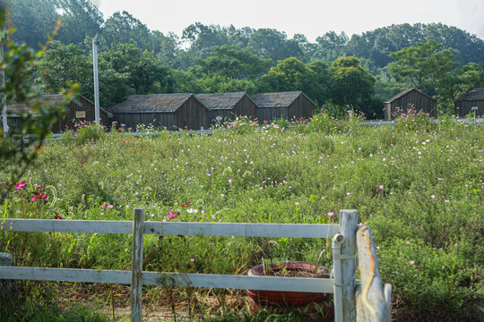 田野田园