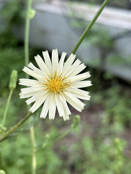 翅果菊