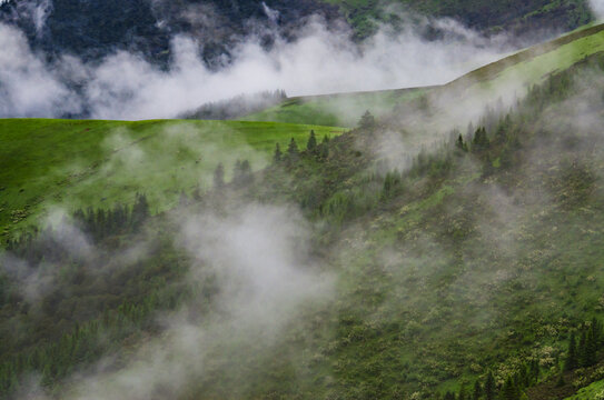 高山草甸林海云雾