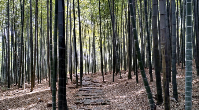 高大挺拔茂盛坚强的竹子