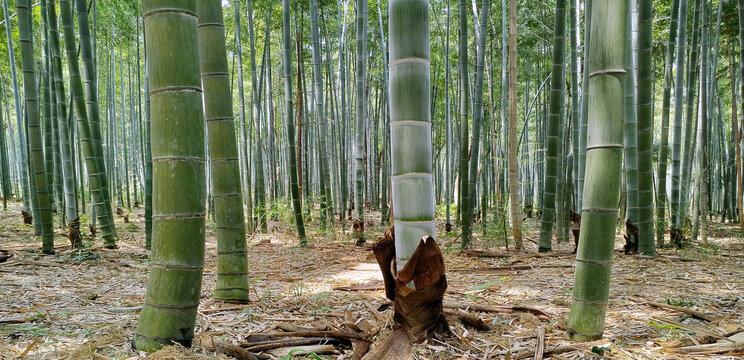 高大挺拔茂盛坚强的竹子