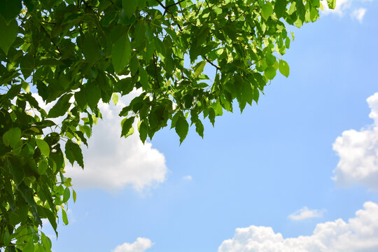 蓝天白云绿树叶