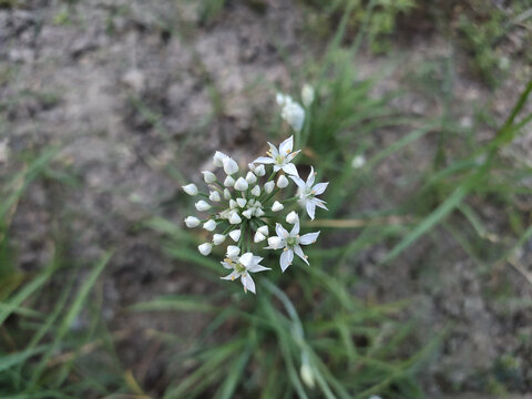 韭菜花