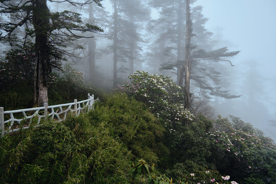 瓦屋山高山杜鹃