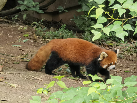 小熊猫在地上走