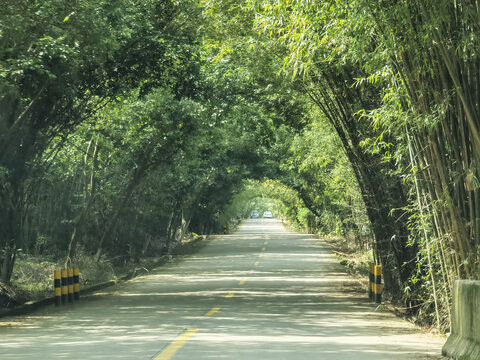 被竹林完全覆盖的林间公路