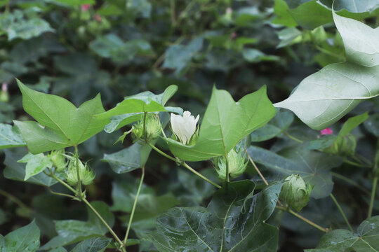 棉花枝