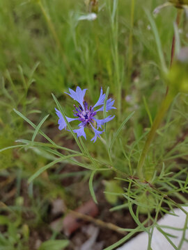 矢车菊